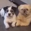I love dogs - @rockyboney23 - TikTok