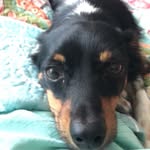 Rocky - @rocky.boneboa - Instagram