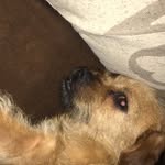 Rocky - @rocky_bone - Instagram