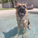 Rocky T-Bone - @rocky_t_bone - Instagram