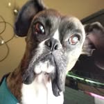 Rockybone - @rockybone1279 - Instagram