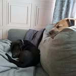 Rocky & Cooper Brooks - @rockybrooky2020 - Instagram