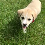 Rocky Brooks - @rock_dahusk - Instagram
