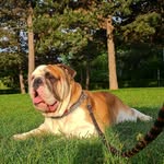 @rocky.cainegras25 - Instagram