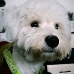Rocky - @rocky_cainele_de_haur - Instagram