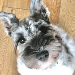 Rocky Chang - @rocky_in_training - Instagram