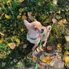 dasha & rocky - @rocky.chihua - TikTok