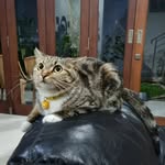 Rocky🐱 Chiko😺 Mochi😼 - @rocky.chiko - Instagram