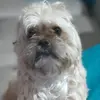 Rocky_chitzu - @rocky_chitzu - TikTok