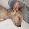 .Rockychi - @.rockychi - TikTok