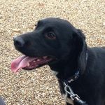 Rocky_Clark - @rocky_spanielx - Instagram
