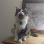 Rocky Cox - @rocky_the_cat_01 - Instagram
