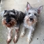 Rocky And Dillon “Pickle Dill” - @rocky_dill - Instagram