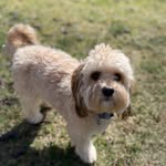 Rocky Dillon - @rockydillon22 - Instagram