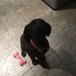 Rocky the Cocker - @rocky_dillon2015 - Instagram