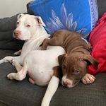 Rocky & Floyd 🐾 - @rocky.and.floyd_ - Instagram