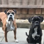 Rocky and Floyd - @rockyandfloyd - Instagram