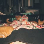 Stop Kitten Around - @rocky_hurst - Instagram