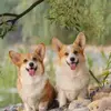 jasper & rocky - @jasperandrocky1 - TikTok