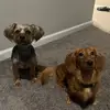 Rocky and Jasper - @rockyandjasper1 - TikTok