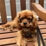 @rocky_rupert_lyons - Instagram