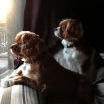 Rocky & Mill's Adventures 🐶 - @millyandrocky_cavs - Instagram