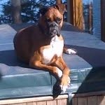 Rocky Mills - @rocky_mills_the_best_dog_ever - Instagram