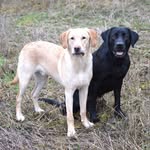 Rocky&Morris - @labradorboys - Instagram