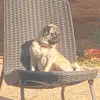 Rocky Nelson - @rocky_the_1_dog - TikTok