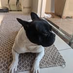 Rocky Nelson - @rockynelsondog - Instagram
