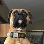 Rocky Ortiz - @rocky_thehitman - Instagram