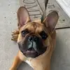 Rocky Ortiz 🐶 - @rocky_thebully300 - TikTok