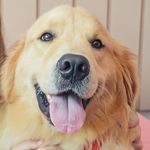 Rocky Ortiz de Bem - @rockygolden.retriever - Instagram