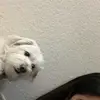 Rocky - @rockyortizx - TikTok