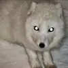 Rocky Osborne - @rocky.osborne8 - TikTok