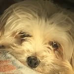 Jax - @jackson_rocky_pack - Instagram