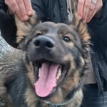 Rocky🐾 - @rocky_and_the_pack - Instagram