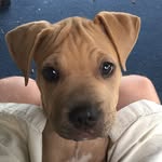 Rocky Powell - @rocky.monster02 - Instagram