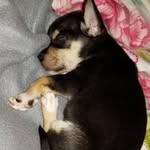 Rocky Reed - @rocky_is_cuteeeee - Instagram