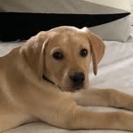 Rocky Reed - @rocky_da_great_ - Instagram