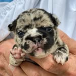 Rocky Reed French Bulldogs - @rockyreedfrenchies - Instagram