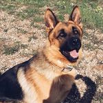 𝗥𝗢𝗖𝗞𝗬 𝗥𝗘𝗬𝗘𝗦 🐶🐾🐾 - @rockyreyeess - Instagram
