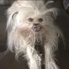 Rocky Reyes - @itsrockylol - TikTok