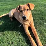 Rocky Reyes 🐕 🐾 - @rockyreyes23 - Instagram