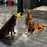 Radar, Bevo and Rocky Roe - @threebestdogsever - Instagram