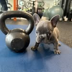 Rocky Roe - @frenchbluerocky - Instagram