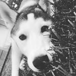 rockyroe_husky - @rockyroe_husky - Instagram