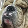 Rocky Ross - @rocky.rosss - TikTok