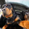 Rocky - @rockyselfie - TikTok