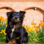 Rocky - Australian Shepherd - @rocky_australianshepherd - Instagram